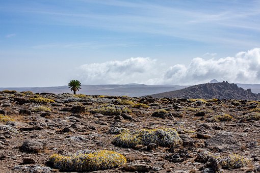 Bjerg, Natur, Vegetation, Græs, Balle