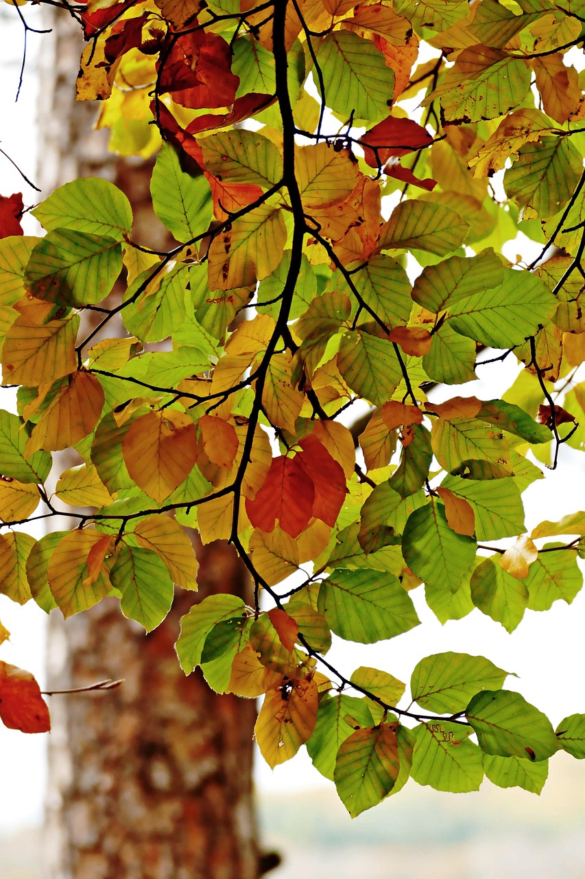 Autumn Leaves Foliage - Free photo on Pixabay
