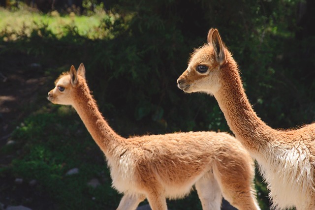 Free Vicuna Animals photo and picture
