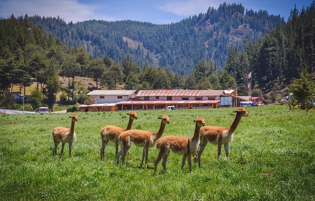 Free Cajamarca Animal photo and picture