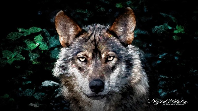 Free Wolf Artistic photo and picture