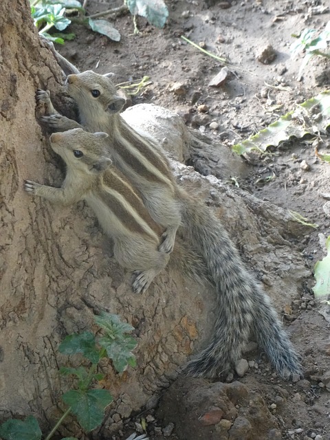 Free Indian Palm Squirrel photo and picture