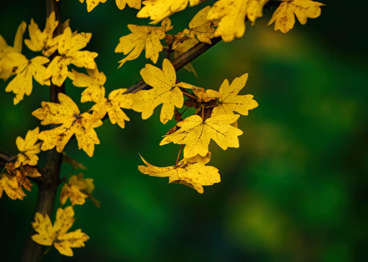 秋天 树叶 叶子 - Pixabay上的免费照片 - Pixabay