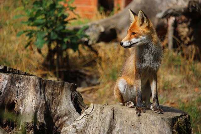 Rotfuchs, Tier, Zoo, Säugetier, Raubtier
