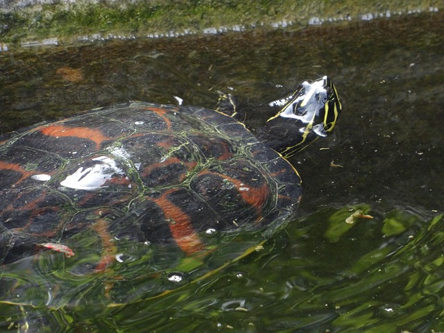 Free Turtle Swimming photo and picture