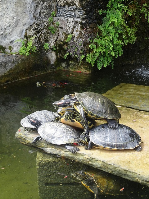 Free Turtles Pond photo and picture