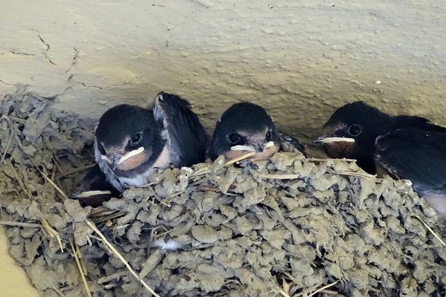 Free Swallow Nest photo and picture