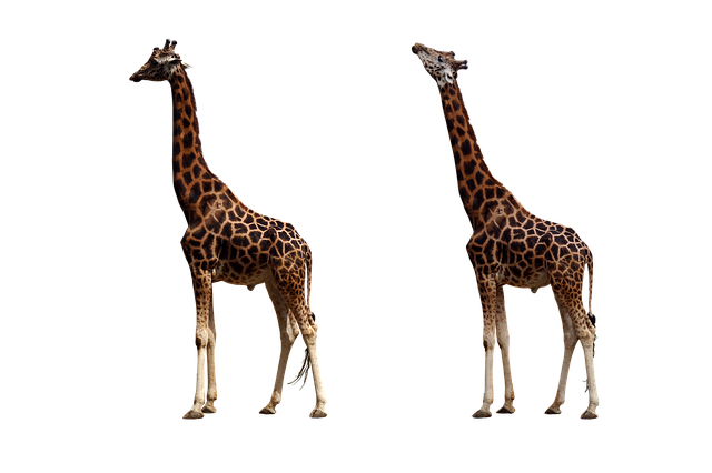 Free giraffes animals wildlife illustration
