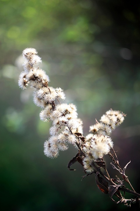 花 植物 牧草地 Pixabayの無料写真