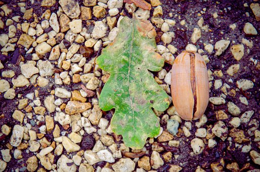 Free Fall Acorn photo and picture