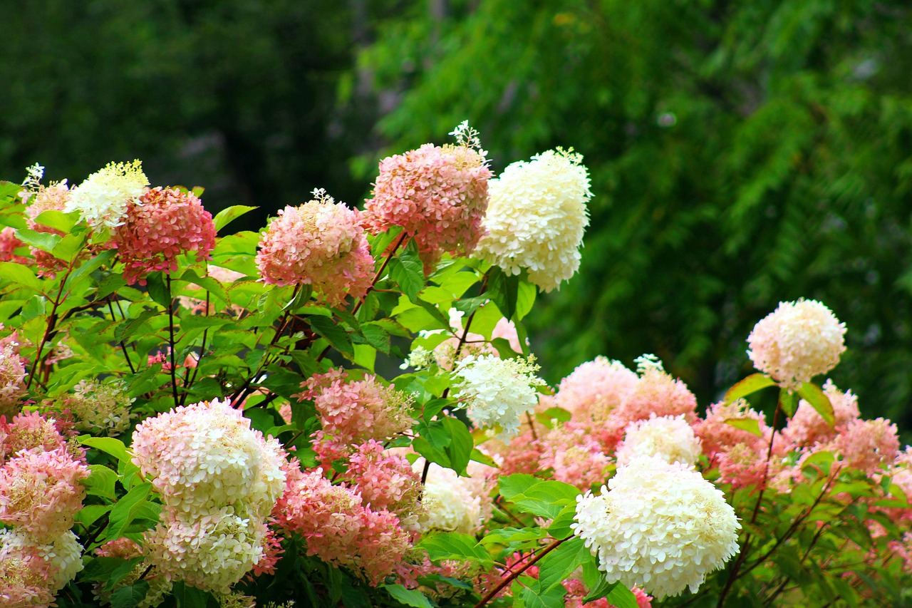 花朵 绣球花 秋天 - Pixabay上的免费照片 - Pixabay