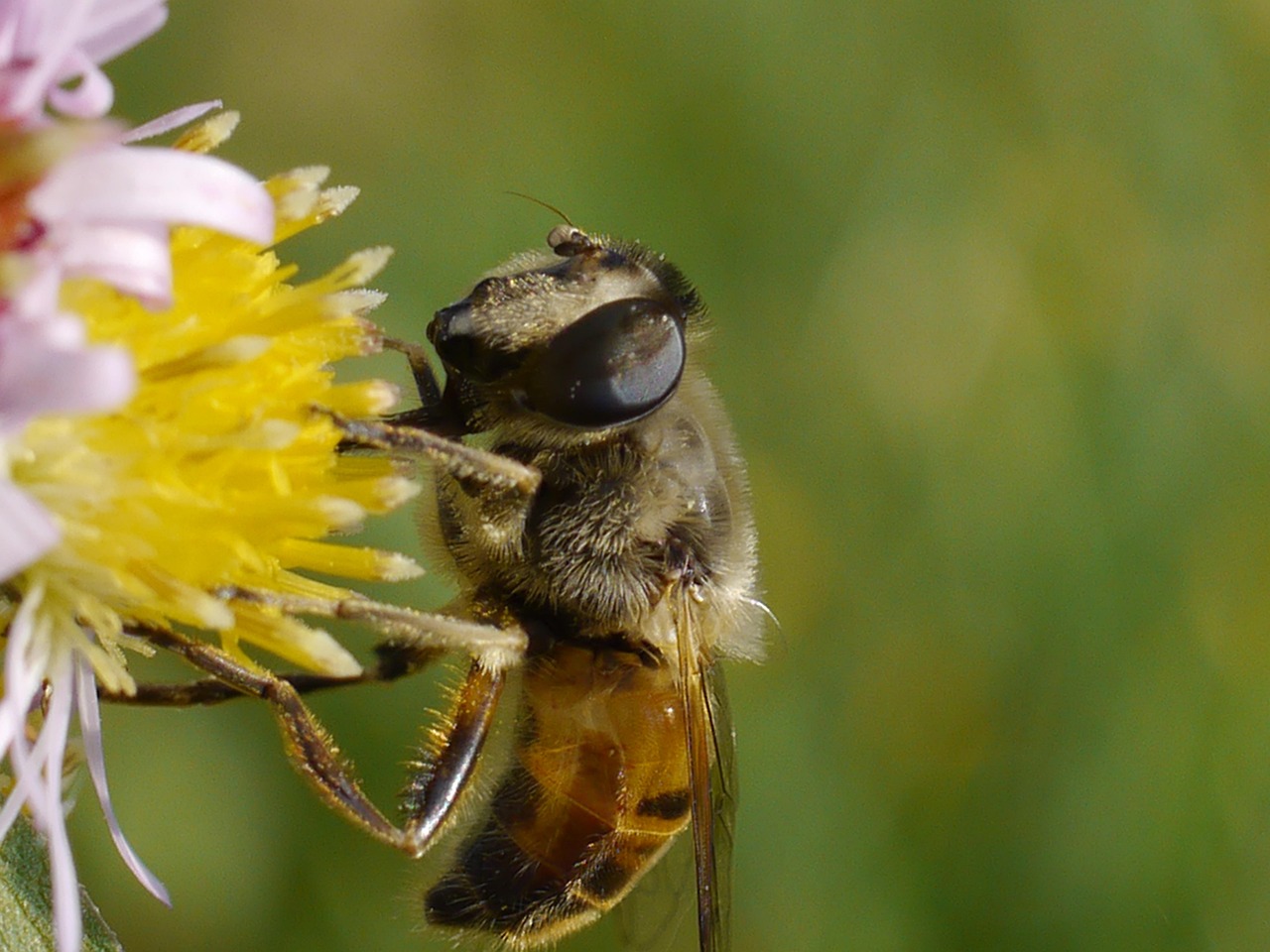 The Perfect Insect Bee Insects Pictures: Types Of Honey Bees – YQSSGW