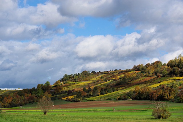 Free Field Meadow photo and picture
