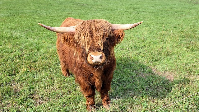 Free Scottish Highland Cattle Cow photo and picture