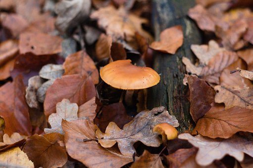 Free Autumn Mushroom photo and picture