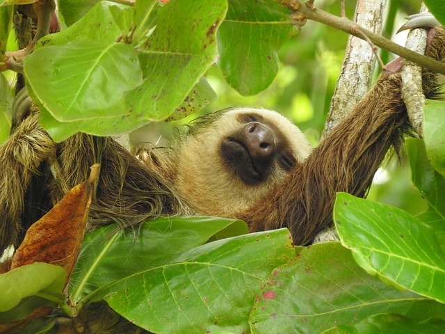 Sloth Sleeping Animal Free Photo On Pixabay