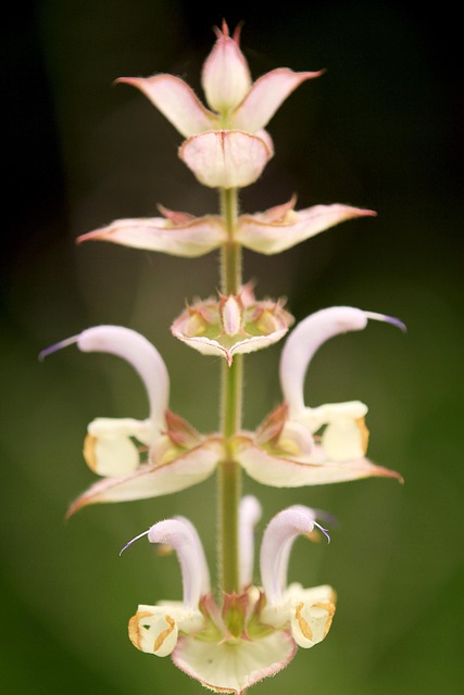 Blomst, Orkidé, Plante, Blomstre, Flora