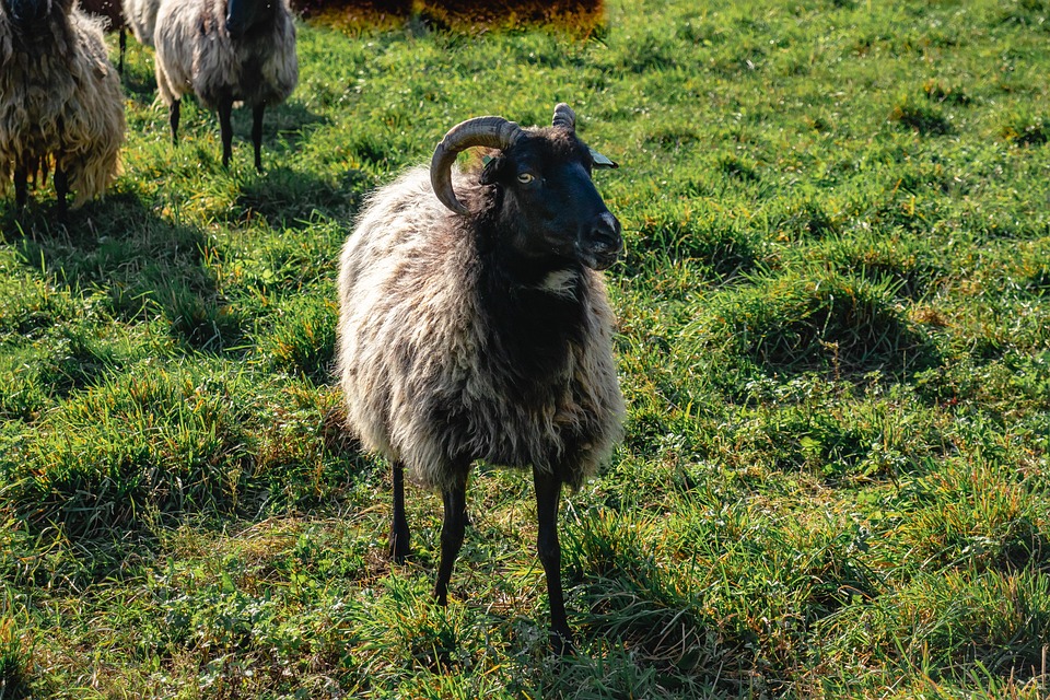 Moutons Des Animaux Paturages Photo Gratuite Sur Pixabay