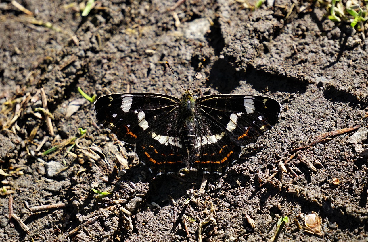 Butterfly Insect Bug - Free photo on Pixabay