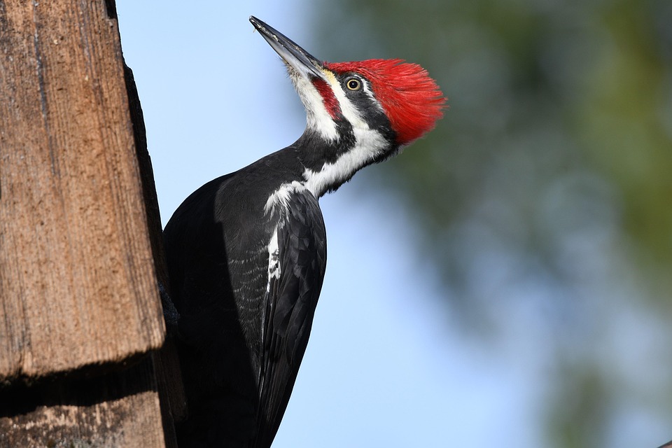Pelatuk Jambul Burung Margasatwa Foto Gratis Di Pixabay