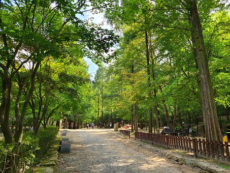 Free Park Forest Path photo and picture
