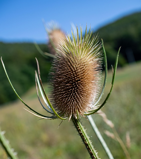 Cardo, Natureza, Curinga, Macro