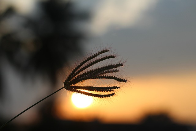 Sol, Atardecer, Cielo, Paisaje
