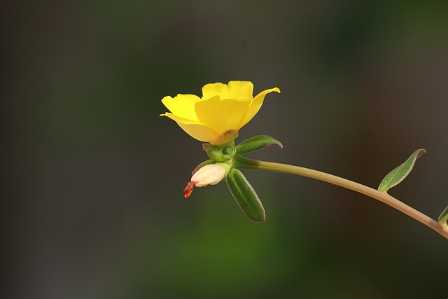 Flor, Jardín, Naturaleza, Planta, Bloom