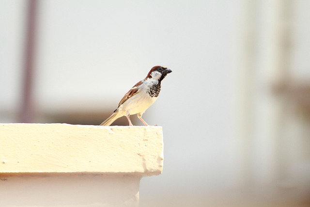 Gorrión, Pájaro, Fauna Silvestre, Animal