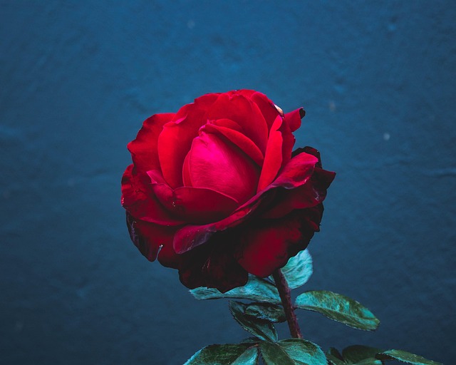 Rose, Rød, Blomst, Roser, Blomstre