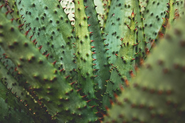 Aloe, Natur, Kaktus, Agave, Plante
