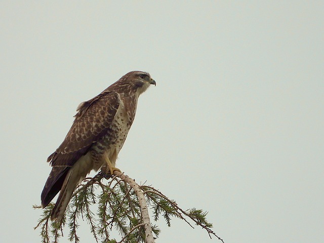 Free Common Buzzard Bird Of Prey photo and picture