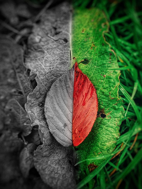 B W, Blad, Natur, Grønt, Kunst, Morgen