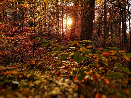 Skov, Solnedgang, Natur, Efterår, Træ
