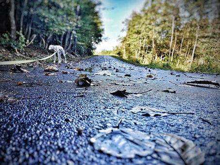 Whippet, Vej, Natur, Gå, Hund, Udendørs