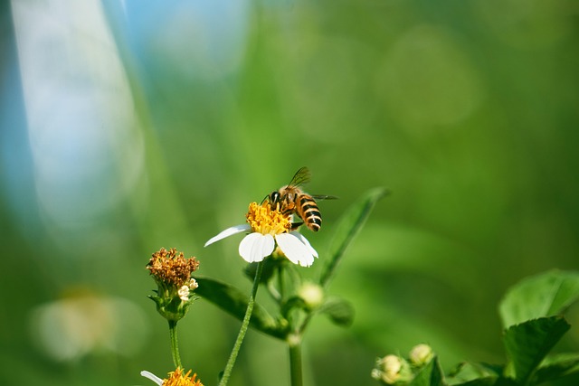 Free Bee Beautiful Flowers photo and picture