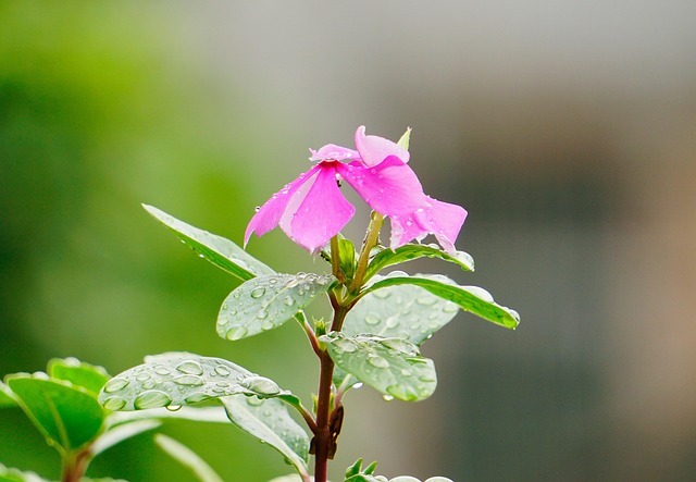 Free Flower Flower Background photo and picture