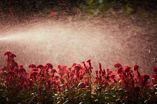 Free Flowers Garden photo and picture