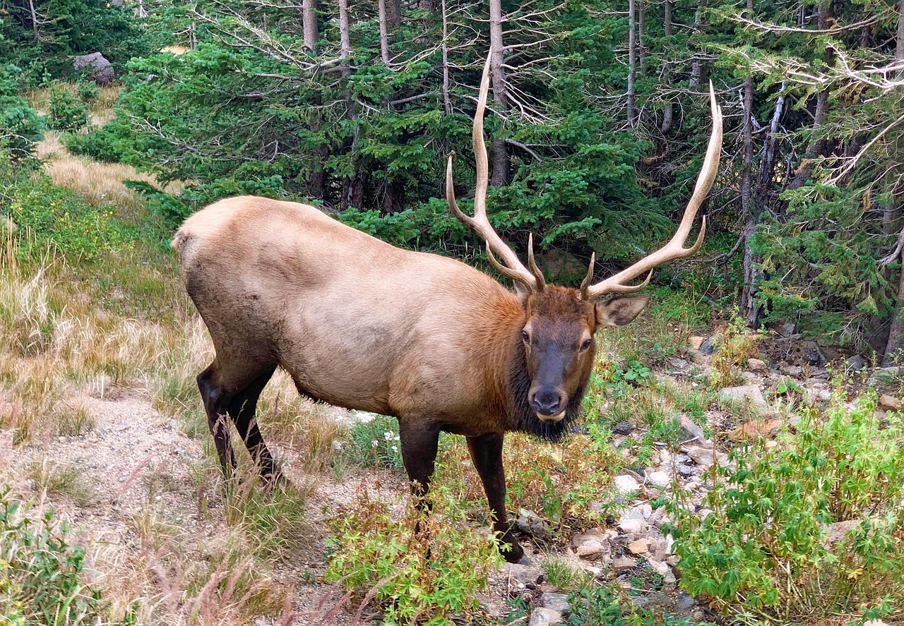 Elk Rocky Mountain National Park - Free photo on Pixabay - Pixabay