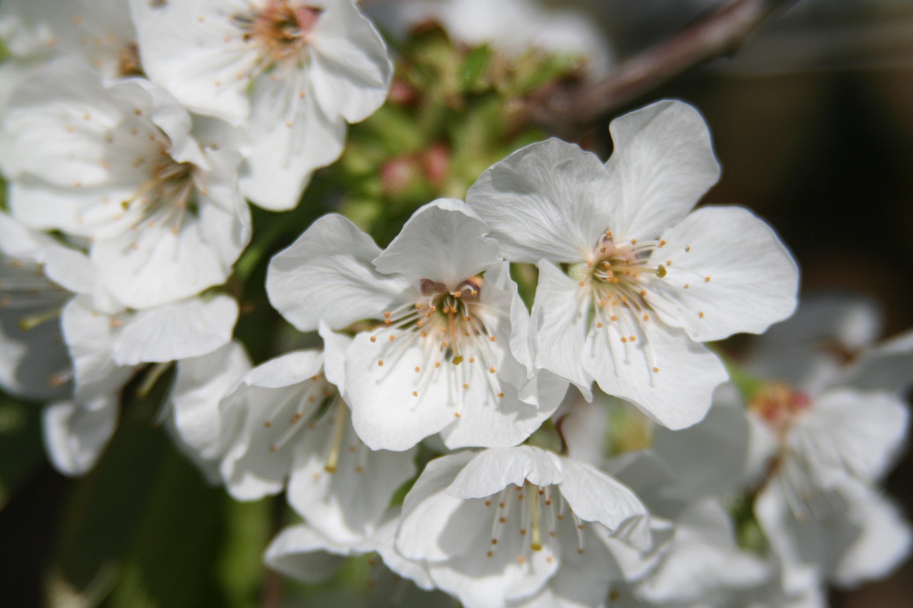 Fleurir Fleurs - Photo gratuite sur Pixabay - Pixabay