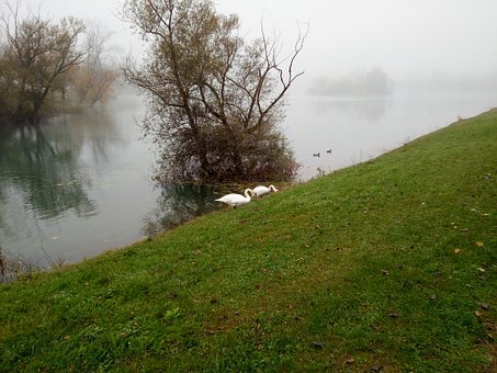 Zwanen, Meer, Water, Landschap, Herfst