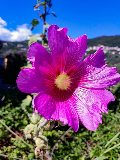 Free Flower Nature photo and picture