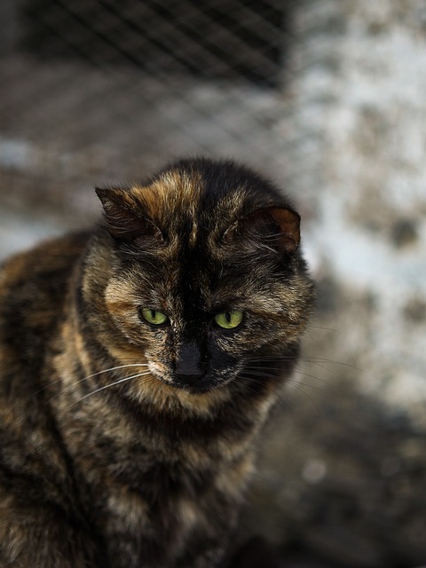 Free Pets Domestic Cat photo and picture
