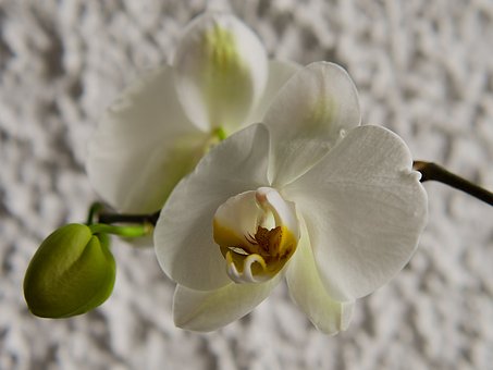 Free Orchid Nature photo and picture