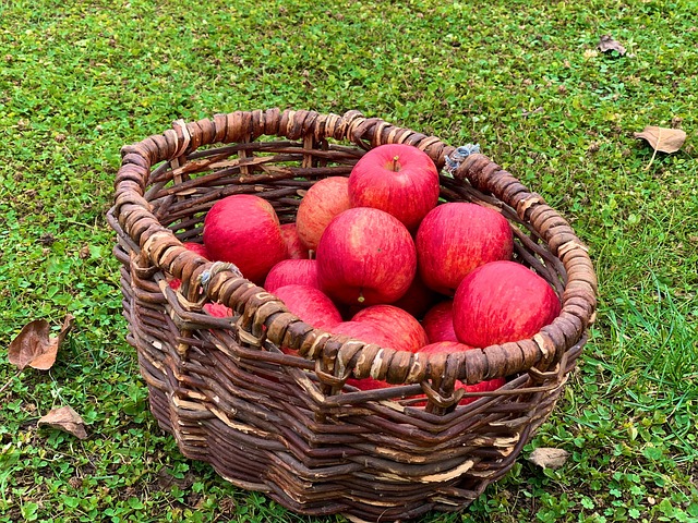 Free Apples Harvest photo and picture
