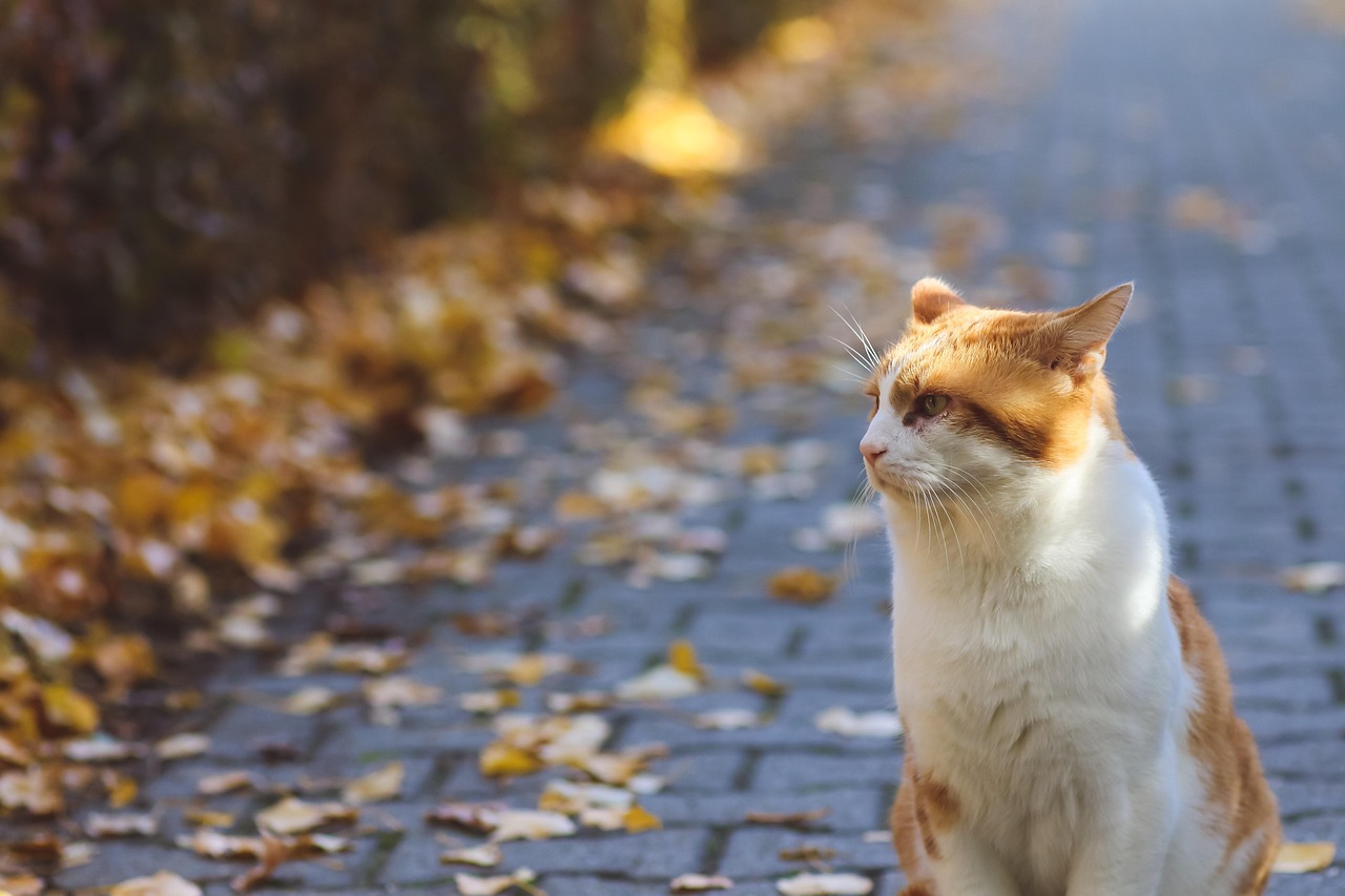 Cat Fallen Leaves Park - Free photo on Pixabay - Pixabay