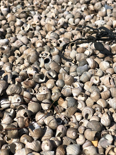 Free Shell Summer photo and picture