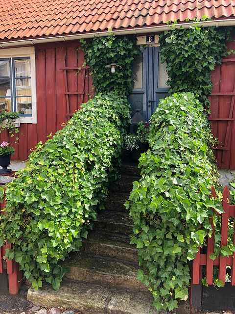 Free Summer House Plants photo and picture