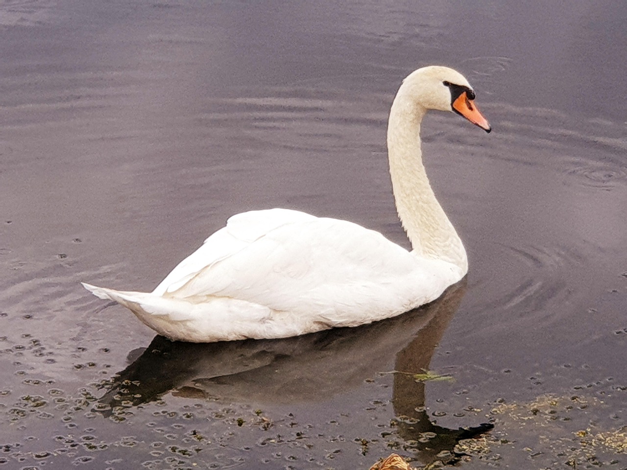 Cygne L'Eau Couler La - Photo gratuite sur Pixabay - Pixabay