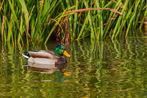 Eend, Vogel, Meer, Gevederte, Water